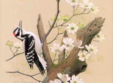 精湛的鸟类插画作品欣赏